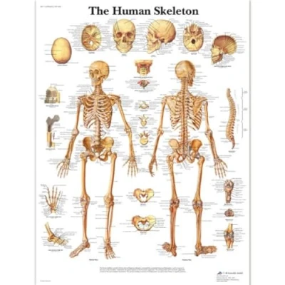 Image of 3B Scientific Human Anatomy The Skeleton Chart, Laminated Version 1001468