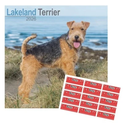 Image of Lakeland Terrier Calendar 2025 Square Dog Breed Wall Jan to Dec with a planning page for 2026 Organisational Stickers