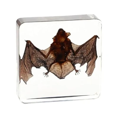 Image of Vnook Taxidermy Resin,Insect in Resin Animal,Real Bat Animal Taxidermy,Skeleton Embedded Specimen,Taxidermy/Bat Forteacher Education