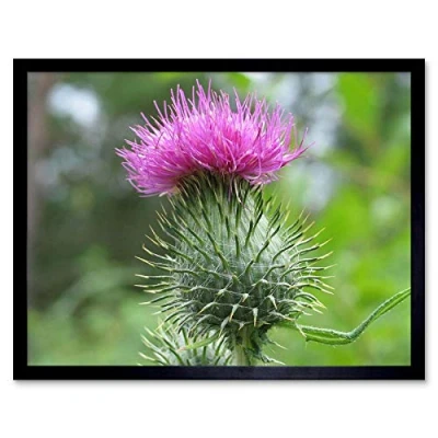 Image of Wee Blue Coo Nature Scottish Thistle Head Art Print Framed Poster Wall Decor 12X16 Inch