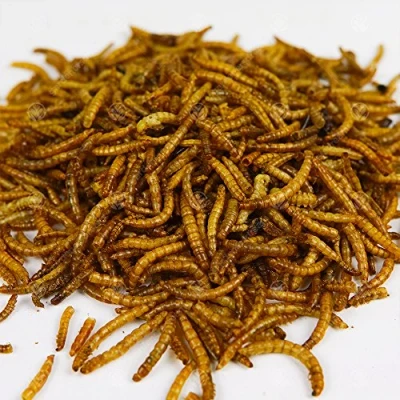 Image of GardenersDream Dried Mealworms 25KG Premium Food for Wild Birds