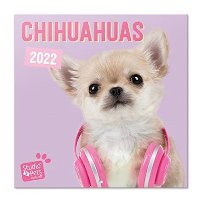 Image of Grupo Erik: Official Studio Pets Dogs 2022 Wall Calendar, 12&#039; x Square Calendar 2022, Family Chihuahuas Kids