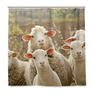 Image of BALII Funny Sheep Shower Curtain 72x72 Inch Polyester Waterproof With 12 Hooks for Bathroom