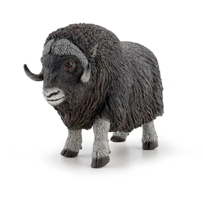 Image of PAPO musk ox