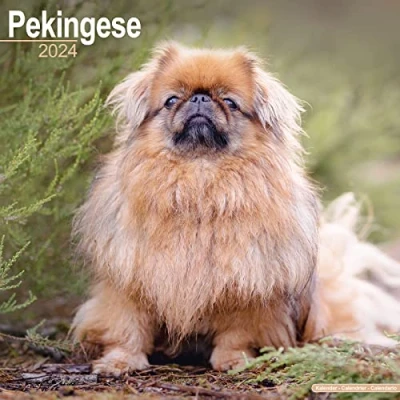 Image of Pekingese Calendar 2024 Square Dog Breed Wall 16 Month