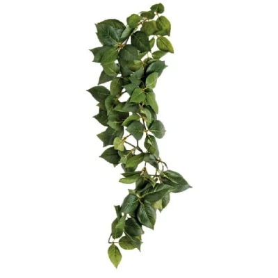 Image of Komodo Sumatra Hanging Vine, 23 cm