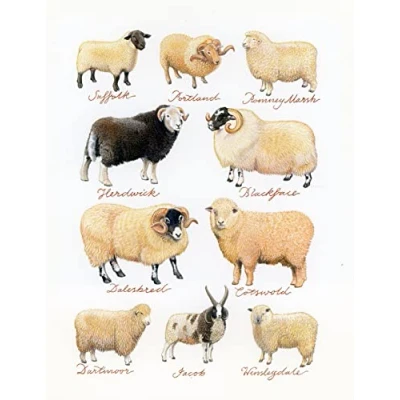 Image of Half a Donkey Collection of Hand Drawn Sheep Large Cotton Tea Towel