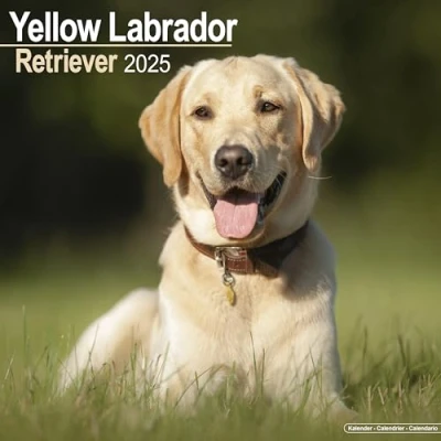 Image of Baker and Bray Yellow Labrador Calendar 2025, Large Square Wall Calendar, 16 Month, Gift Dog Calendar.