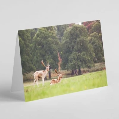 Image of Beebooh cards fallow deer in a field birthday card
