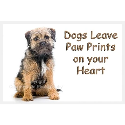 Image of Border Terrier Dog Fridge Magnet Gift Dogs leave Paw Prints on your Heart. Perfect Exclusive Birthday