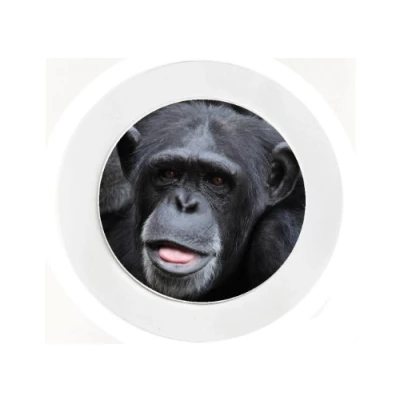 Image of Chimpanzee Car Tax Disc Holder Reuseable