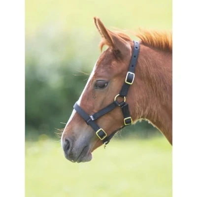 Image of Shires Foal Nylon Headcollar Red