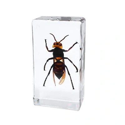 Image of Rainbow_Road Real Insect Wasp Specimen Science Classroom Hornet Taxidermy Resin Desk Paperweight for Education