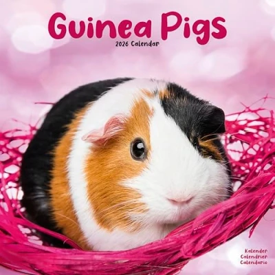 Image of Guinea Pigs Calendar 2026
