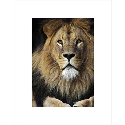 Image of Wee Blue Coo Lion Male Face Animal Cat Black Frame Framed Art Print Picture Mount B12X9655