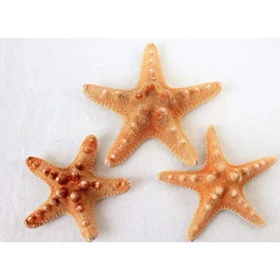 Image of 3 real pimples 7 11 CM Starfish for Fishing Net Decoration