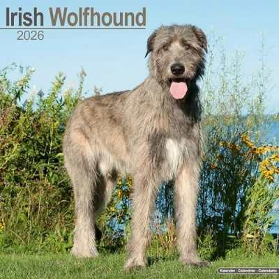 Image of Irish Wolfhound Calendar 2026