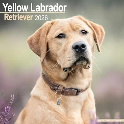 Image of Yellow Labrador Retriever Calendar 2026