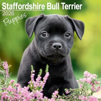 Image of Staffordshire Bull Terrier Puppies Calendar 2026