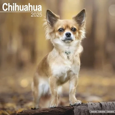 Image of Chihuahua 2025 Square Wall Calendar Dog Breed