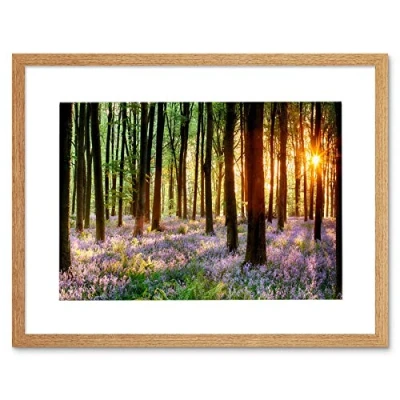 Image of Wee Blue Coo Bluebell Wood Sunrise Trees Photo Framed Art Print Picture &amp; Mount F12X203