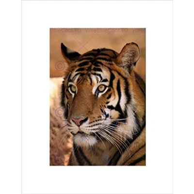 Image of Wee Blue Coo Tiger Animal Nature Cat Art Wall Print