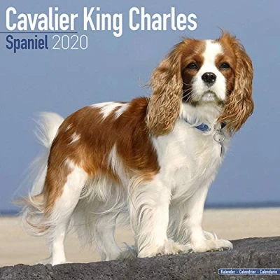 Image of Cavalier King Charles Spaniel Calendar 2020