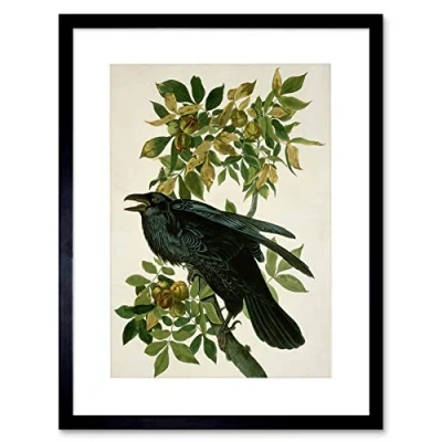 Image of Wee Blue Coo Painting Nature Animal Bird Audubon Raven Framed Wall Art Print