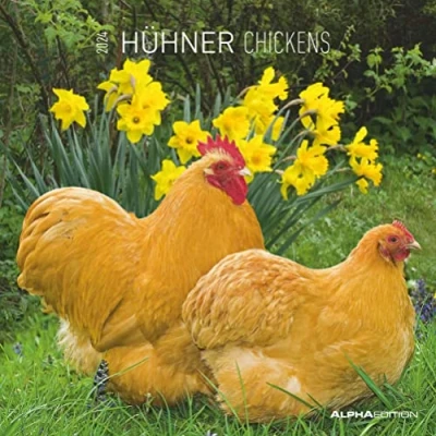Image of Chickens 2024 Brochure Calendar 30 x cm (30 60 Open) with Space for Notes Picture Wall Chicken