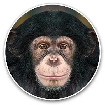 Image of Vinyl Stickers (Set of 2) 7.5cm Cheeky Chimpanzee Monkey #14240