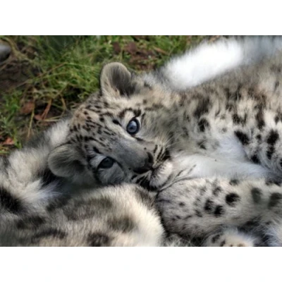 Image of Cute Snow Leopard Cub Quality Heavyweight Mouse Mat