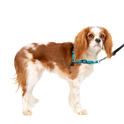 Image of PetSafe Easy Walk Deluxe Harness, No Pull Walking Harness for Dogs, Padded Design, Includes 1.8 m Lead, Small Ocean Blue/Black Lead