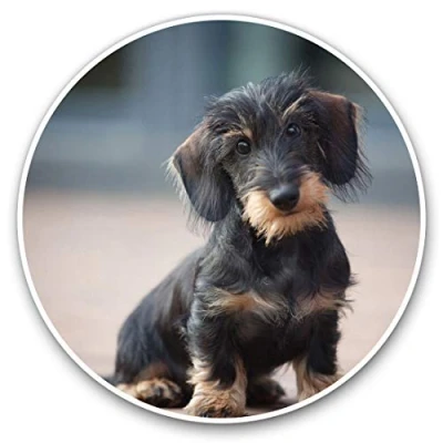Image of Awesome Vinyl Stickers (Set of 2) 15cm Wire Haired Dachshund Puppy Fun Decals for Laptops,Tablets,Luggage,Scrap Booking,Fridges #2730