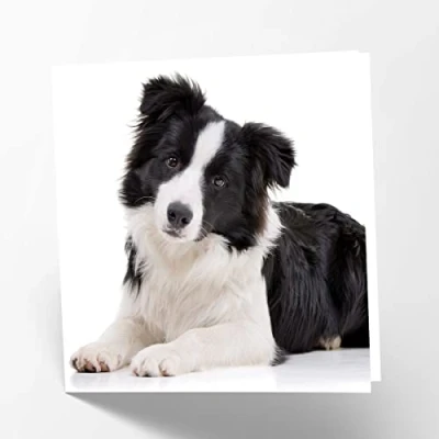 Image of Maturi Border Collie Photographic Blank Birthday Greetings Card, 15.5 x cm