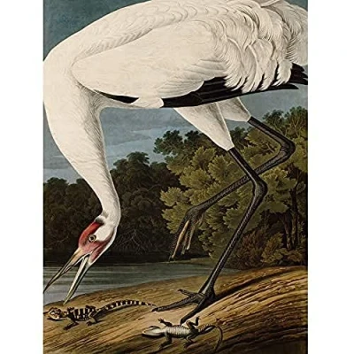 Image of Artery8 Audubon Birds Hooping Crane Painting Unframed Wall Art Print Poster Home Decor Premium