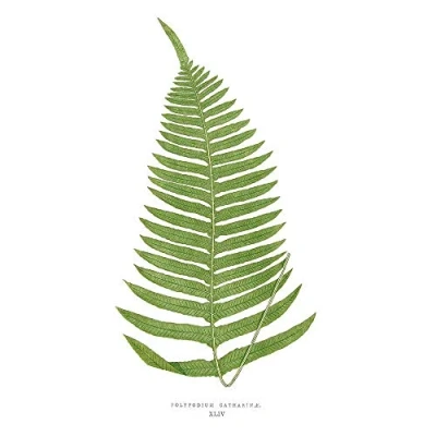 Image of Wee Blue Coo Fern Polypodium Catharinae Art Print Poster Wall Decor 12X16 Inch
