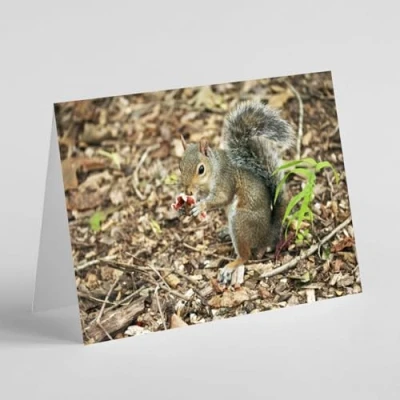 Image of Beebooh Grey squirrel with nut birthday card