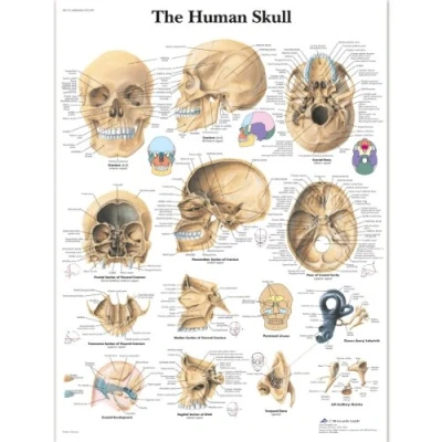 Image of 3B Scientific Human Anatomy The Skull Chart, Laminated Version