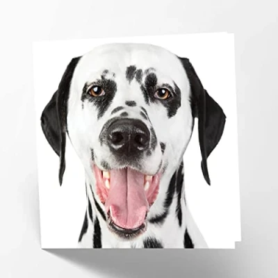 Image of Maturi Dalmatian Dog Photographic Blank Birthday Greetings Card, 15.5 x cm