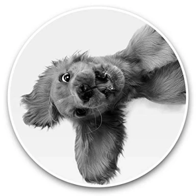 Image of Vinyl Stickers (Set of 2) 7.5cm (bw) English Cocker Spaniel Puppy Dog Laptop Tablet Luggage Scrapbook #42842