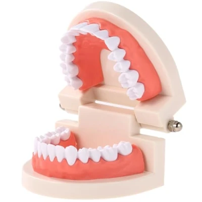 Image of FGXY Dental Adult Standard Teeth Model, Children Demonstration Brushing Model Tools False for Hospital Dentists, Kids, Dentist Students, Patient, Teaching, Studying, Displaying