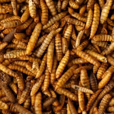 Image of Premium 10 Litre dried Calci Worms similar to mealworms (10 Bucket)