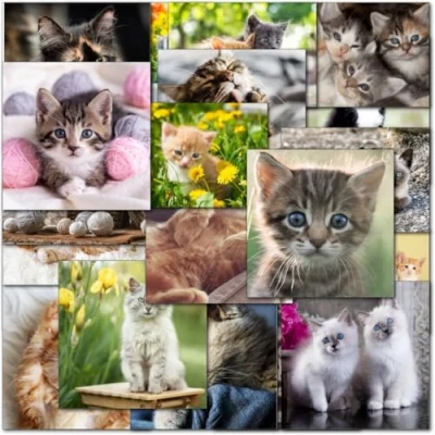 Image of Doodlecards Pack of 20 Mixed Cat Lovers Birthday &amp; Blank Premium Greeting Cards