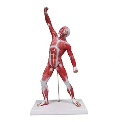 Image of Ultrassist Human Anatomy Muscle Model, 20 Miniature Muscular System Ideal Displaying &amp; Visualizing Model of Superficial Structure