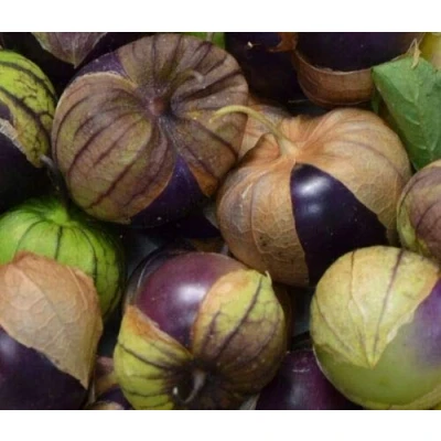 Image of 100 Seeds of Vegetable Tomatillo Purple