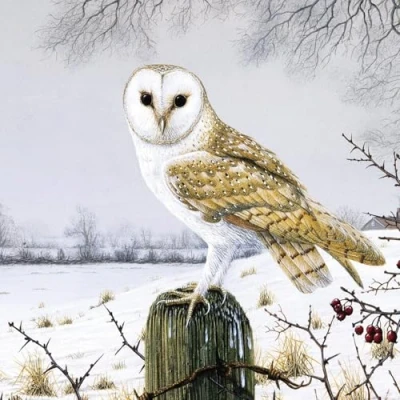 Image of GBCC Charity Christmas Cards Pack of 6 with Barn Owl Snowy Scene Eco Friendly Xmas Multipack Envelopes