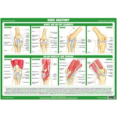 Image of Joint Anatomy Chart Series (A3 Laminated, Knee Joint)