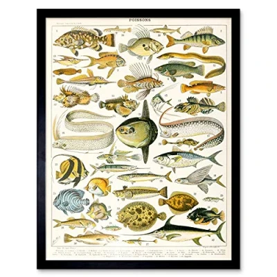 Image of Artery8 Millot Encyclopedia Page Variety Sea Fish Art Print Framed Poster Wall Decor 12x16 inch