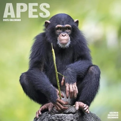 Image of Apes 2025 Square Wall Calendar Animal, Wildlife, Primate Calendar: Original Avonside Kalender [Mehrsprachig] [Kalender]