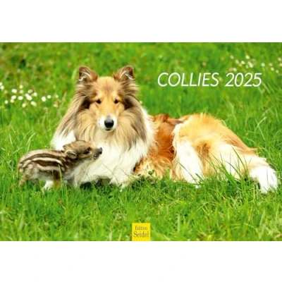 Image of Edition Seidel Premium Calendar Collies 2025 Format DIN A3 Wall Dog Collie Puppy Breed Pet